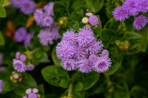 Viola soffici fiori di ageratum in una soleggiata giornata estiva macrofotografia