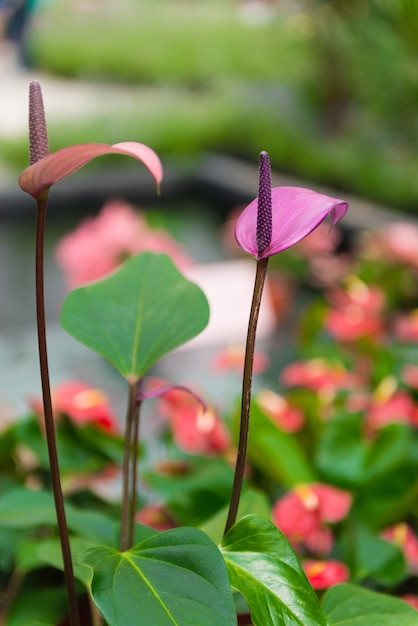 Viola Spadix Flower