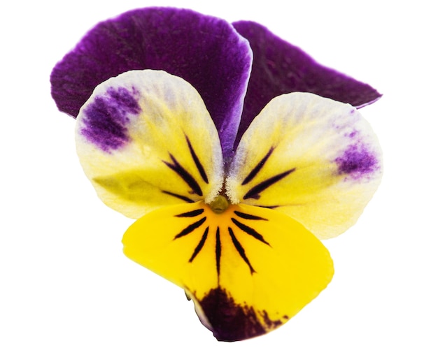 Viola tricolore lat Johnny Jump up o Viola cornuta lat Viola cornuta isolata su sfondo bianco