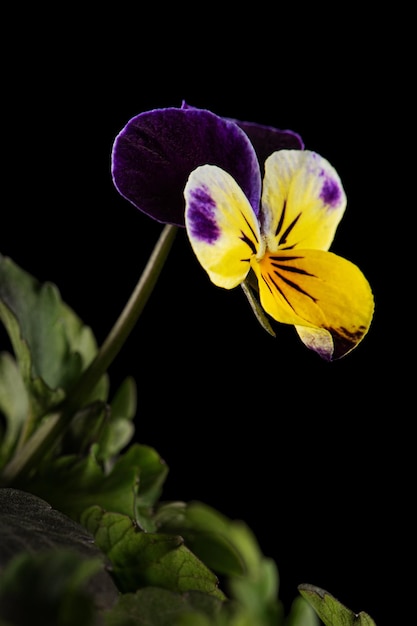 Viola tricolore lat Johnny Jump up o Viola cornuta lat Viola cornuta isolata su sfondo nero