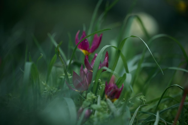 Viola tulipani sul prato con erba verde