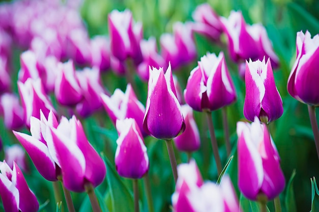 viola tulipani