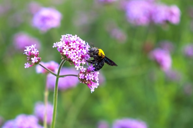 Viola Verbena piccoli fiori con calabrone nel sole del mattino