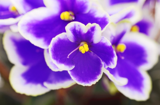 Viole bellissimi fiori sfondo