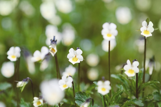 Viole del pensiero del campo che fioriscono nel fondo rurale della natura del prato di estate