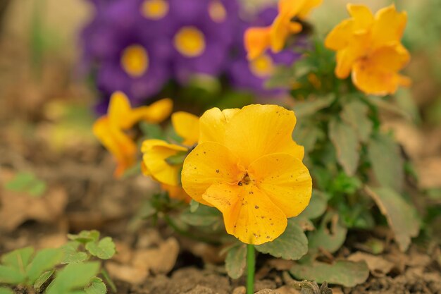 Viole del pensiero fiori di primavera in un letto del parco