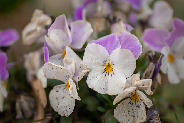 Viole del pensiero fiori di primavera in un letto del parco