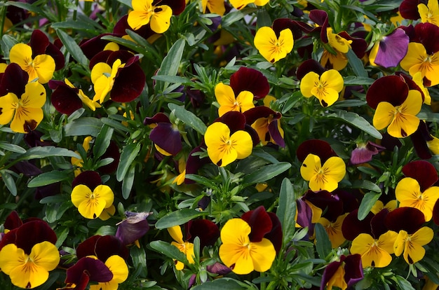 Viole del pensiero gialle viola bellissimi fiori vibranti sullo sfondo floreale naturale del giardino