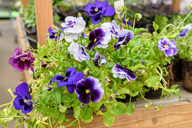 Viole del pensiero miste nel garden center. viole del pensiero. Piantine di viole del pensiero.