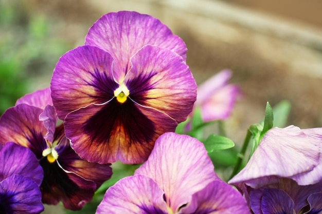 Viole in fiore su sfondo naturale sfocato