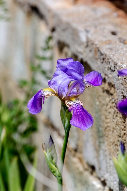 Violet iris Iris hybrida cresce sull'aiuola