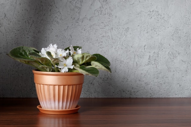 Violetta africana con fiori bianchi in vaso di fiori su mensola in legno vicino al muro. Sfondo interno.