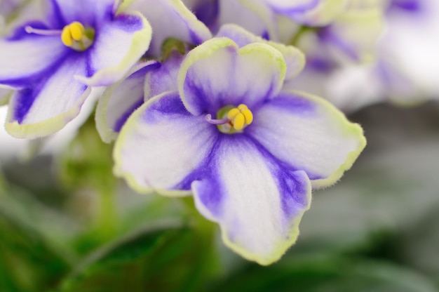 Violette bellissimi fiori