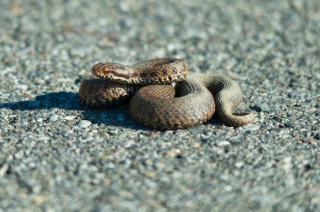 Viper adder berus sulla strada