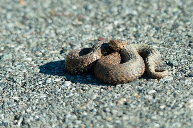 Viper adder berus sulla strada