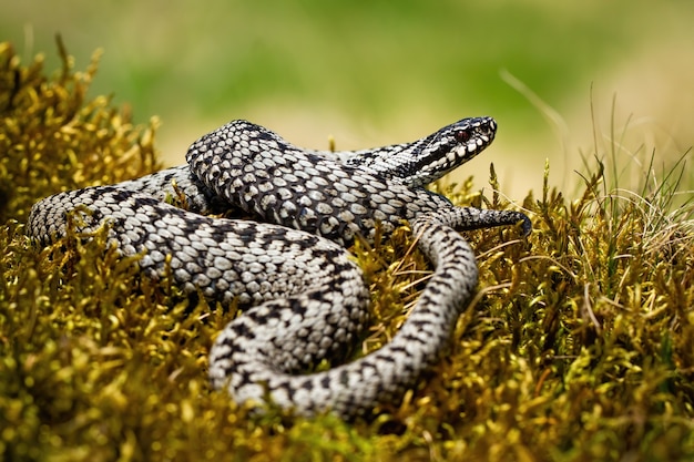 Vipera comune crogiolarsi intrecciata sul muschio verde nella natura estiva