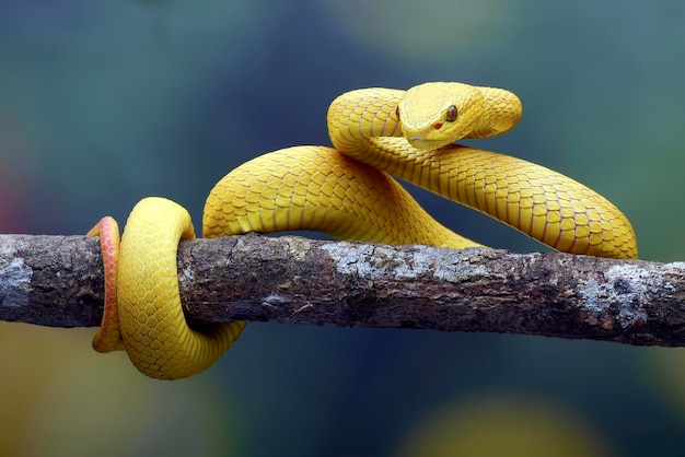 Vipera dell'albero dalle labbra bianche su sfondo blu colorato