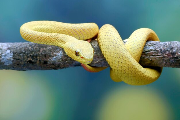 Vipera dell'albero dalle labbra bianche su sfondo blu colorato