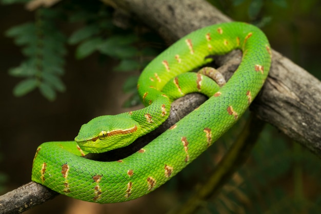 Vipera di fossa di Wagler sul ramo di albero