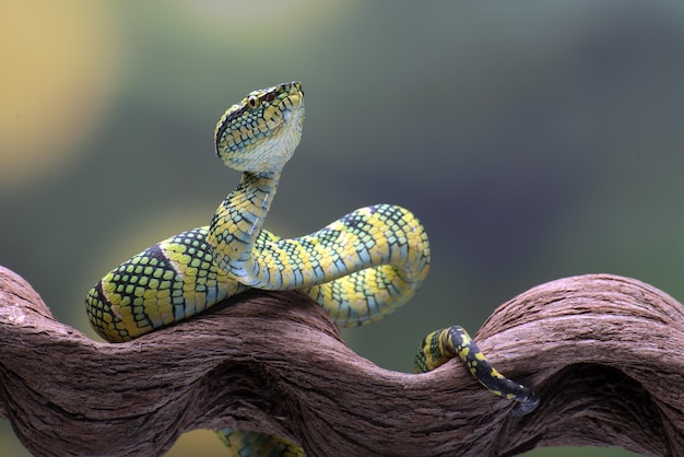 Vipera di fossa di Wagler sul ramo di albero