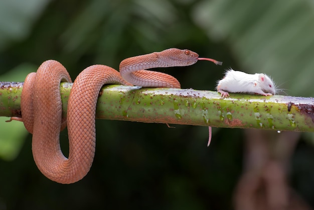 Vipera di mangrovie con preda