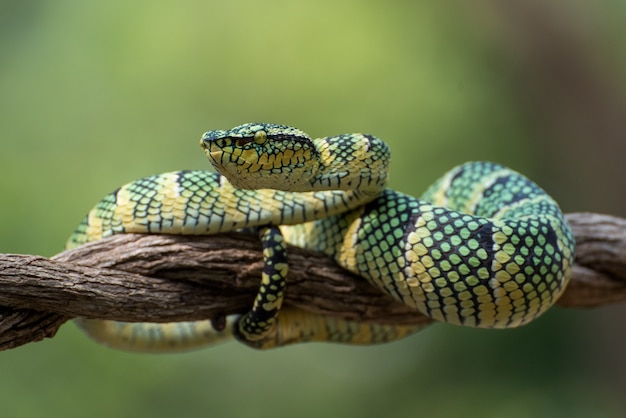 Vipera di pozzo di Wagler su un ramo di albero