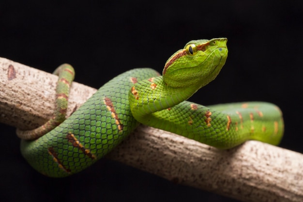 Vipera di pozzo di Wagler sul ramo di albero isolato sul nero