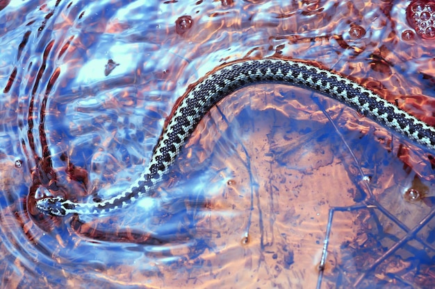 vipera europea blu, serpente velenoso a strisce pericoloso natura selvaggia