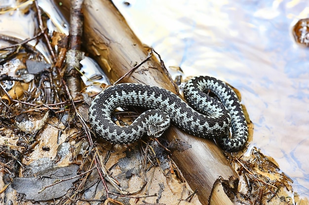 vipera europea blu, serpente velenoso a strisce pericoloso natura selvaggia