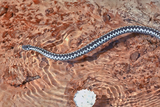 vipera europea blu, serpente velenoso a strisce pericoloso natura selvaggia