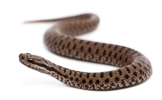 Vipera europea comune