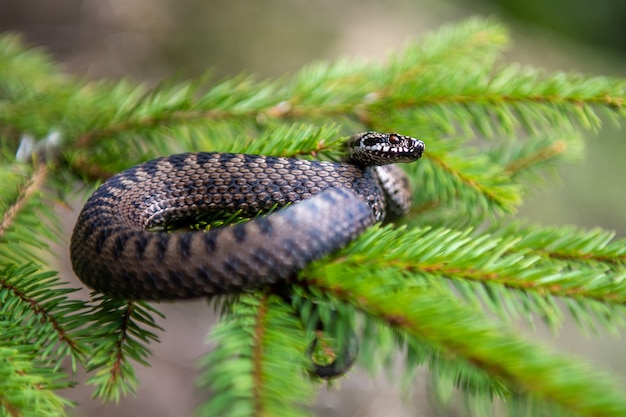 Vipera velenosa del serpente del primo piano in estate sul ramo dell'albero