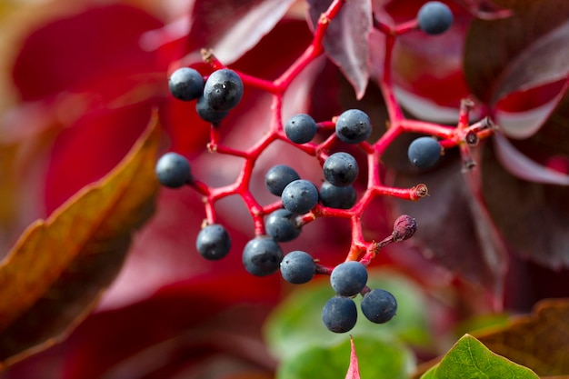 Virginia Creeper Parthenocissus Quinquefolia nella stagione autunnale