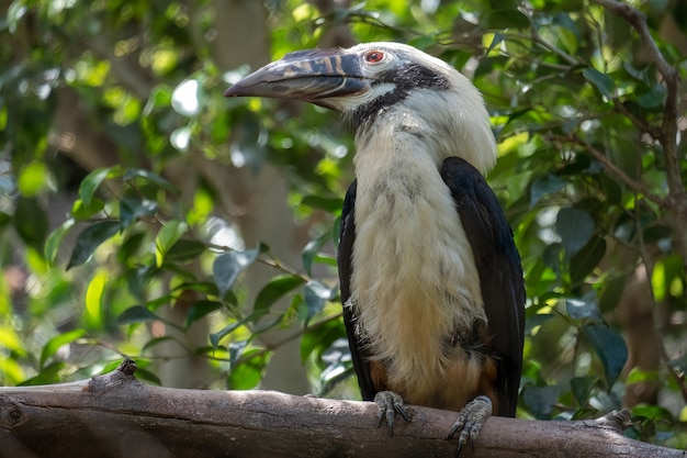 Visayan Hornbill (Penelopides panini) al Bioparco di Fuengirola