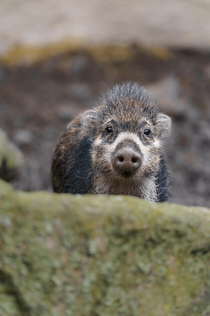 Visayan Warty Pig