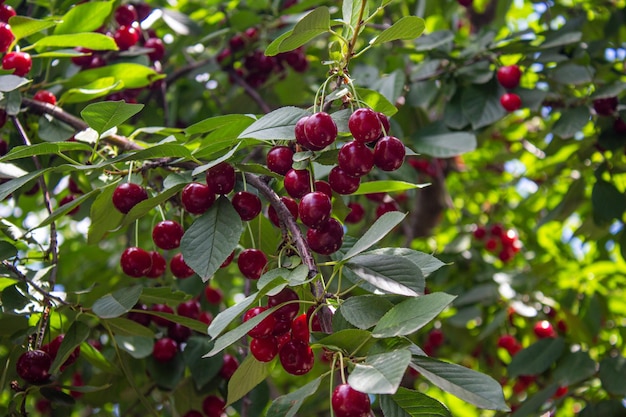 Visciola sull'albero. Concetto di agricoltura e raccolta.