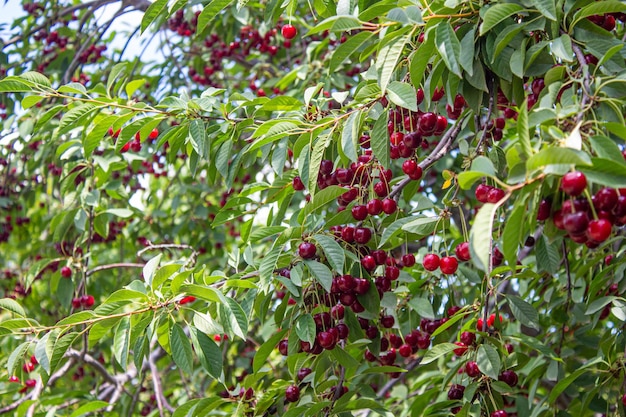 Visciola sull'albero. Concetto di agricoltura e raccolta.