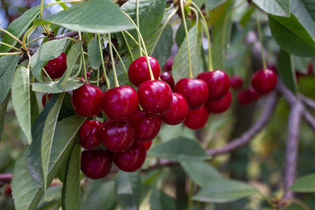 Visciola sull'albero. Concetto di agricoltura e raccolta.