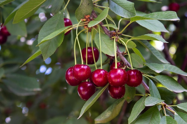 Visciola sull'albero. Concetto di agricoltura e raccolta.