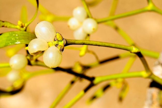 Viscum album comunemente chiamato vischio bianco è una pianta semiparassita