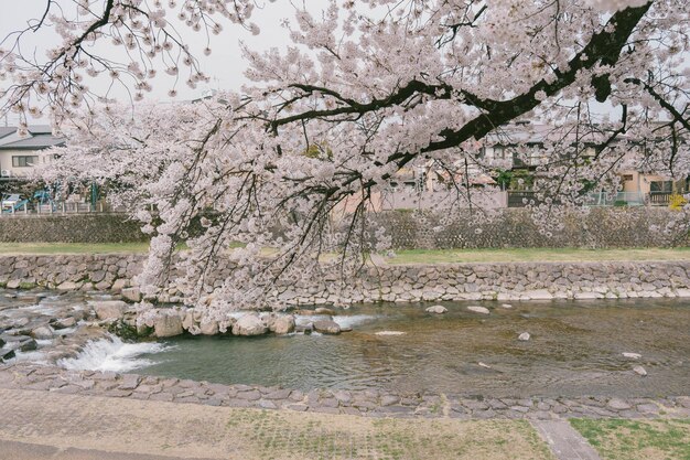 Visita del ponte Kajibashi vicino al mercato mattutino di Miyagawa a Takayama in Giappone