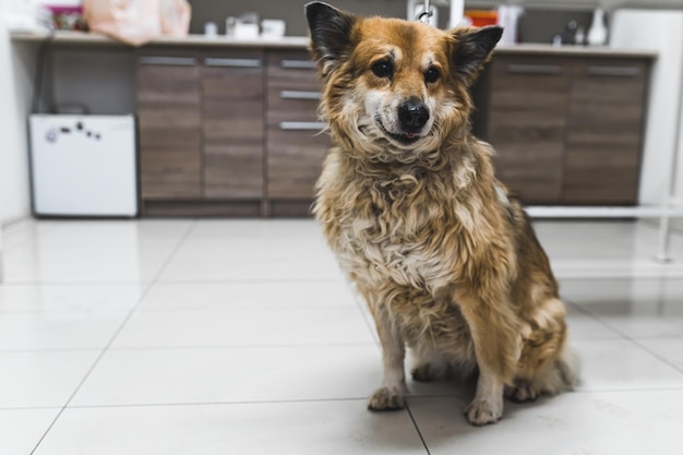 Visita di controllo presso la pratica veterinaria Colpo a figura intera di adorabile cane di razza mista anziano seduto con calma su piastrelle bianche Concetto veterinario