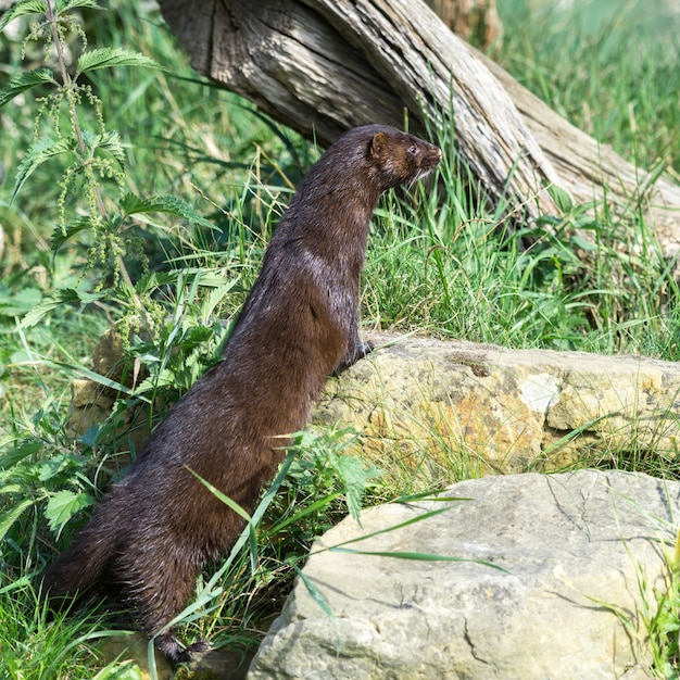 Visone Europeo (Mustela lutreola)