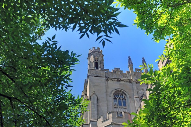 Vista a bassa angolazione degli alberi e degli edifici contro il cielo