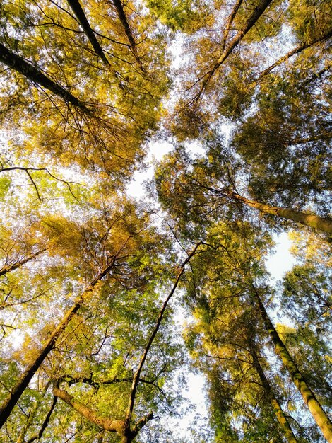 Vista a bassa angolazione degli alberi nella foresta contro il cielo