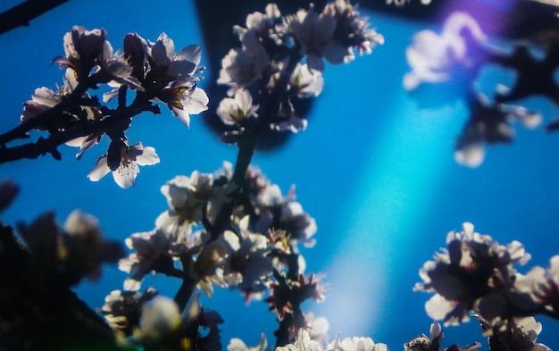 Vista a bassa angolazione dei fiori contro il cielo blu