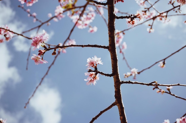 Vista a bassa angolazione dei fiori di ciliegio contro il cielo