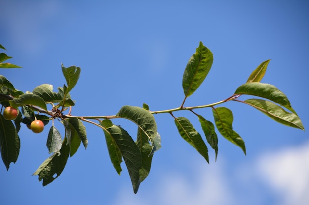 Vista a bassa angolazione dei frutti sull'albero contro il cielo blu