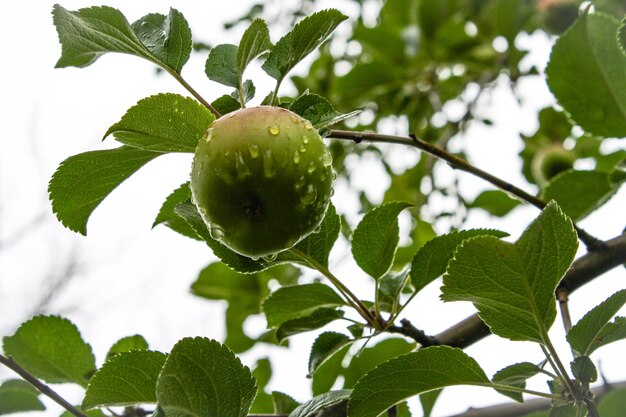 Vista a bassa angolazione dei frutti sull'albero