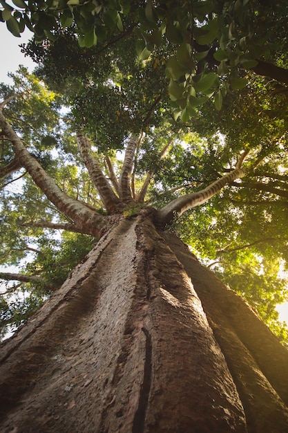 Vista a bassa angolazione dei tronchi degli alberi nella foresta